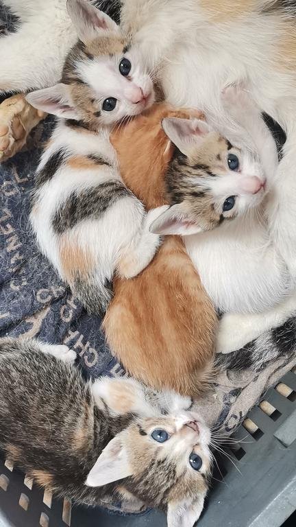 اربع قطط ولدتهم...