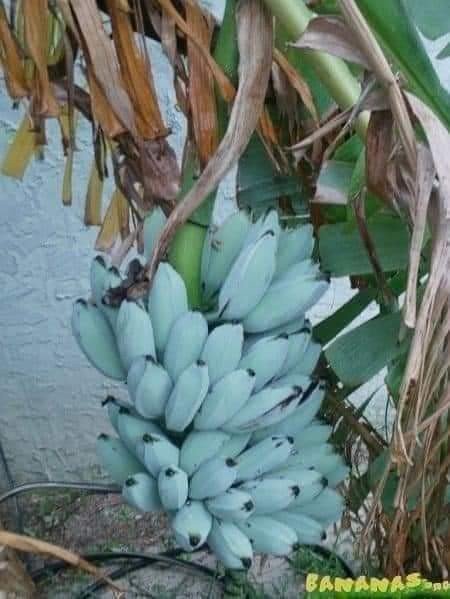 الموز الأزرق .....