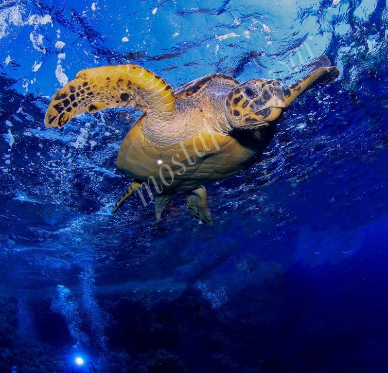 underwater photography turtle...