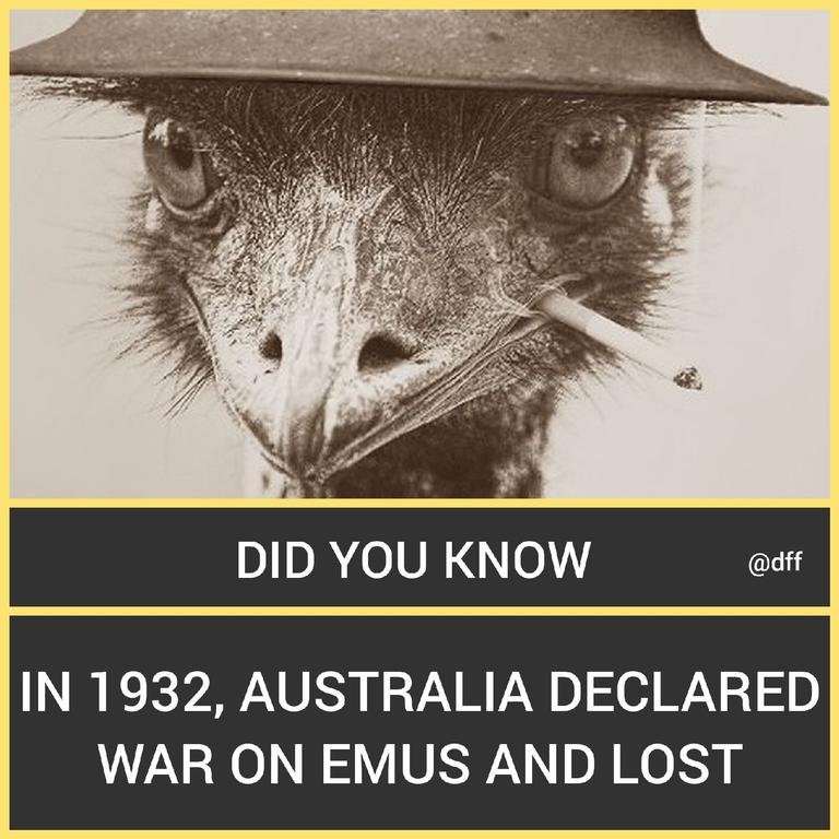 Emus war 🇦🇺...