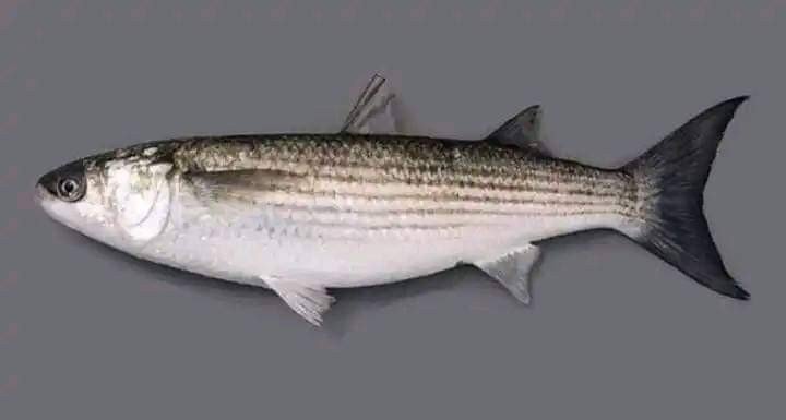 هذه السمكة تسمى...