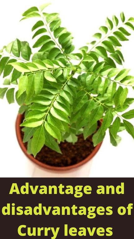 https://vmantras.com/2022/07/15/advantage-and-disadvantages-of-curry-leaves/#health