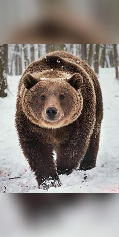 #canada #explorebc #grizzlybear...