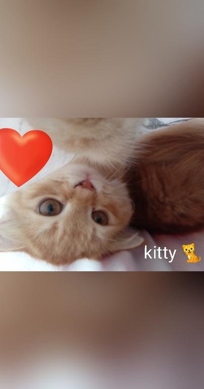 kitty 🐈🐈🐈