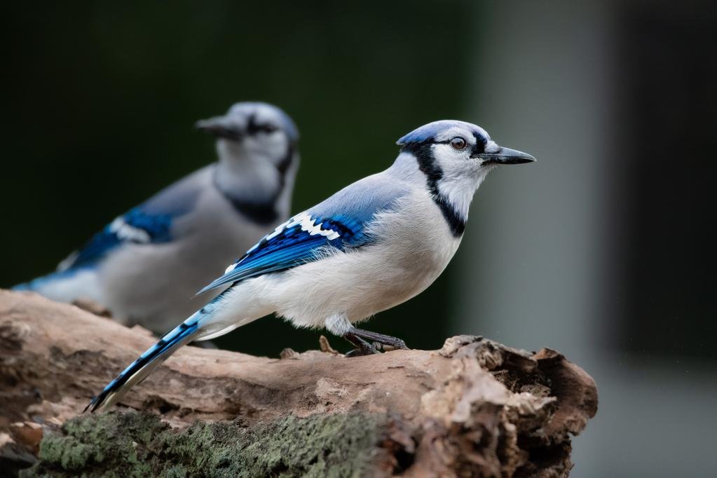 A pretty Bluejay bird 🐦 #photography #nature #naturephotography #bird #nikon