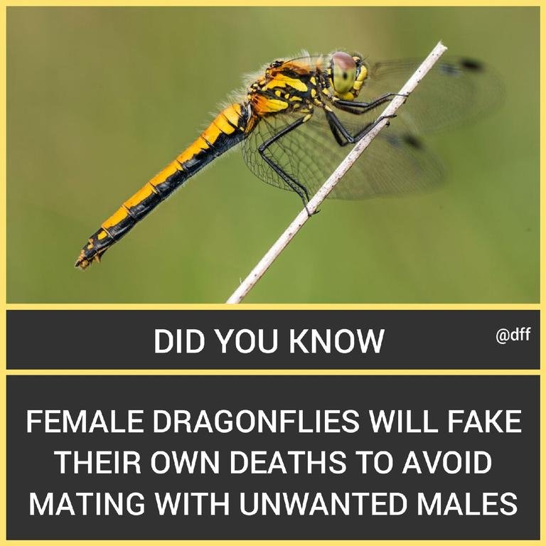 Female dragonflies will...