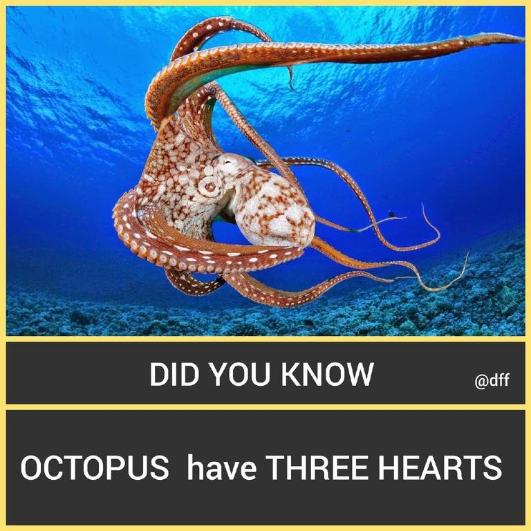 Octopus 🐙To...