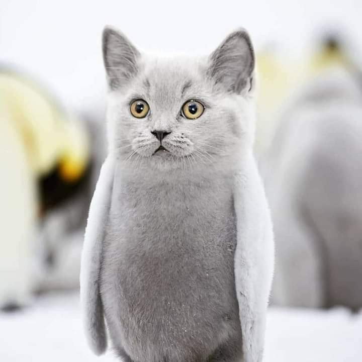 ماذا لو كانت كل الحيوانات تشبه القطط ؟