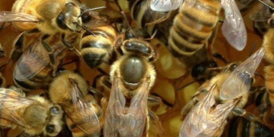 عالم النحل 