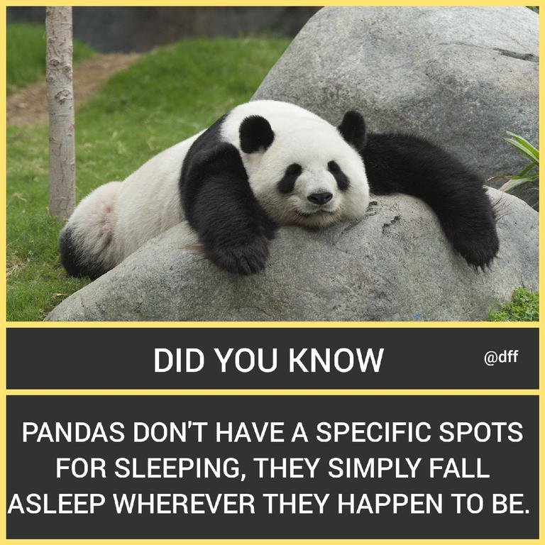 Panda Don't Have...