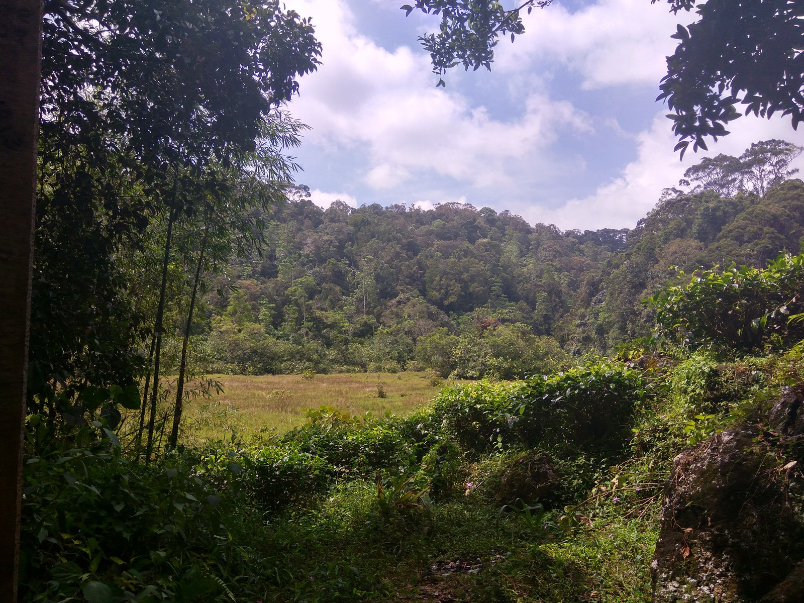 Sinharaja Forest Reserve...