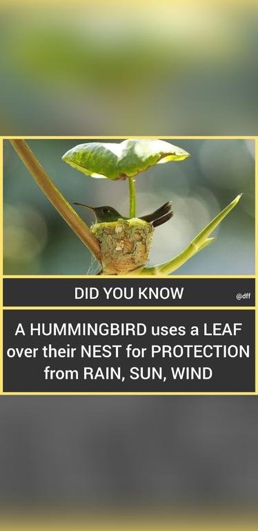 Hummingbird Nest 🐦...