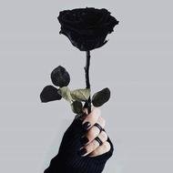 الورده السوداء