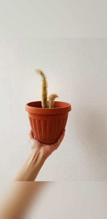 cactus 🌵#plantfamily...