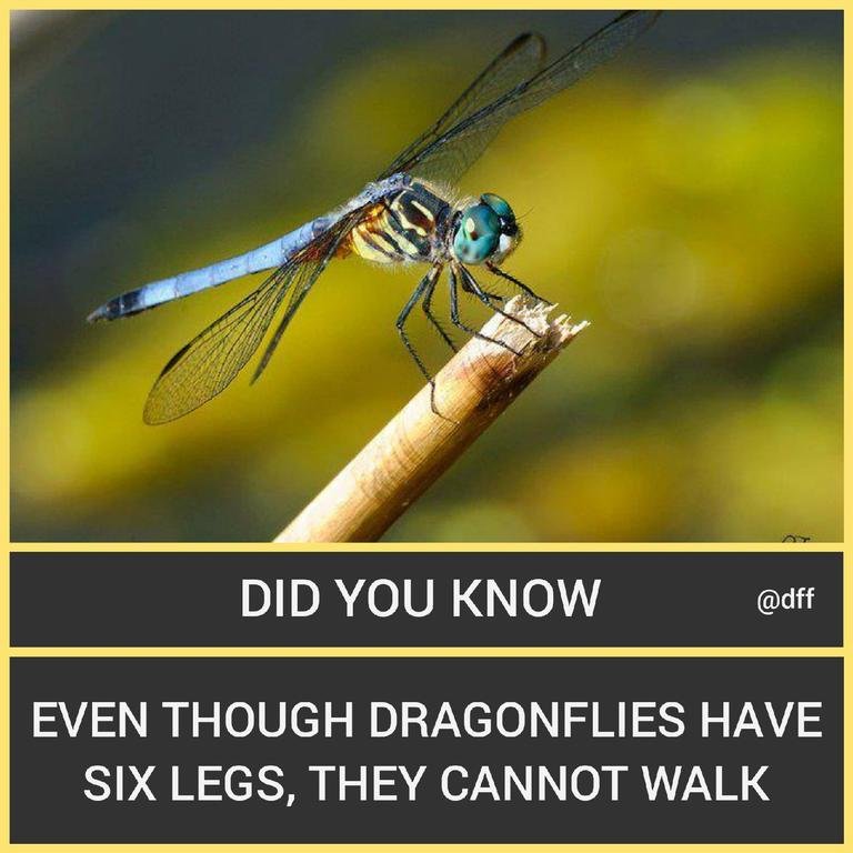 Dragonflies 🐲To...