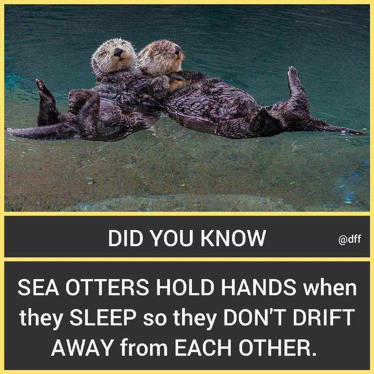 Sea Otters 🦦...