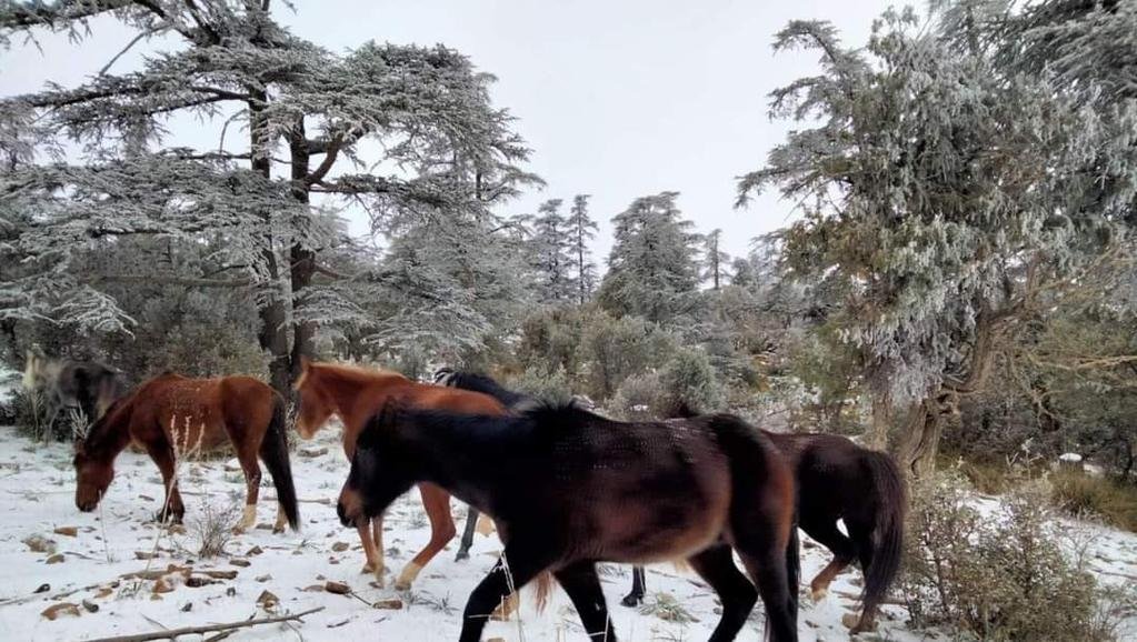 🔴 صور للخيول البربرية بجبال الأوراس…