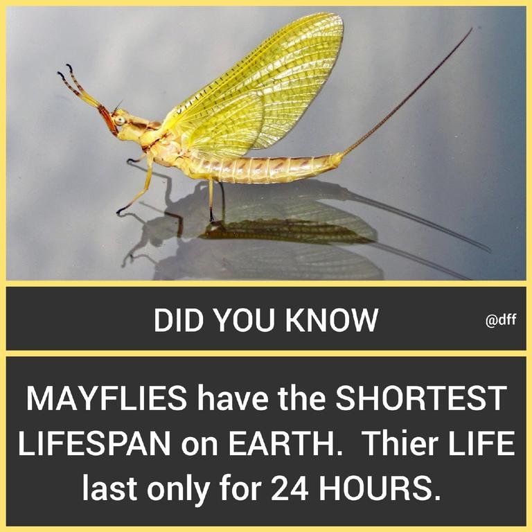 Mayflies 🦗To...