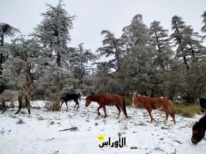 #الأوراس 🇩🇿🔴 صور جميلة للخيول البربرية وسط الثلوج بجبل الشلعلع بباتنــة.🇩🇿🇩🇿الجزائر القاره 🇩🇿🇩🇿🇩🇿🇩🇿