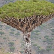 friends ofsocotra