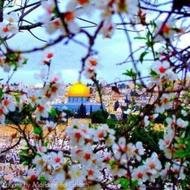 زهور القدس