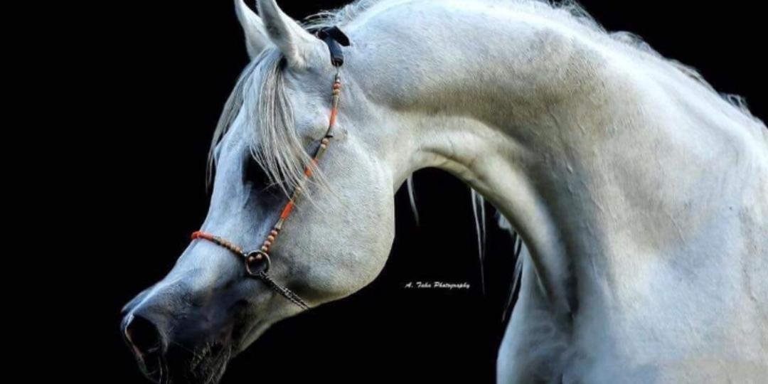 عالم الخيول العربيه