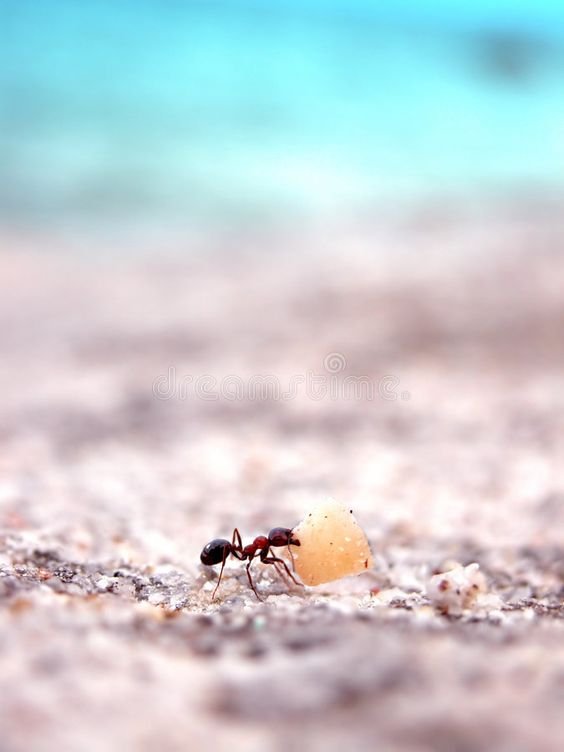 النمل، هذا الكائن...