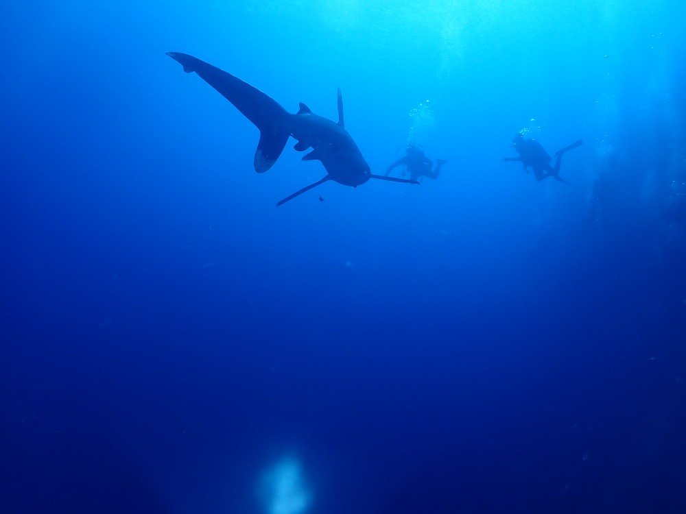 #sharkslovers #scubadiving #Redsea