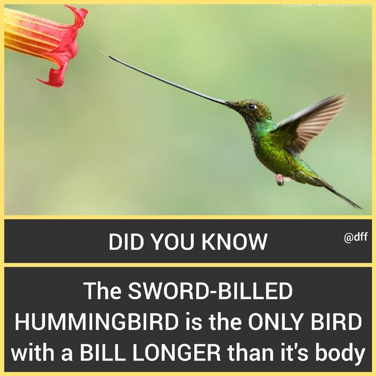 Sword-Billed Hummingbird 🐦...