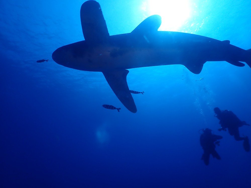 #sharkslovers #scubadiving #Redsea