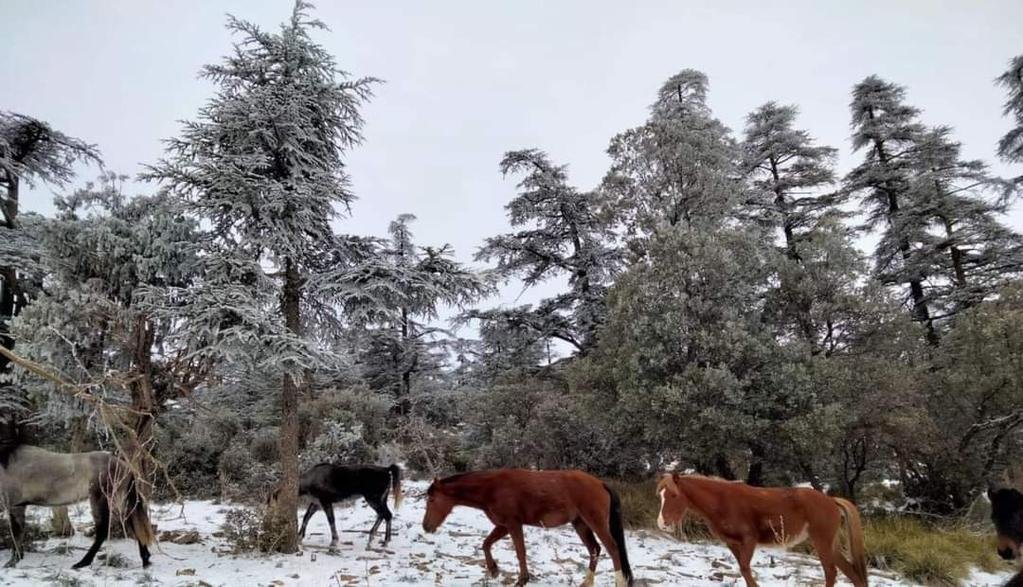 🔴 صور للخيول البربرية بجبال الأوراس…