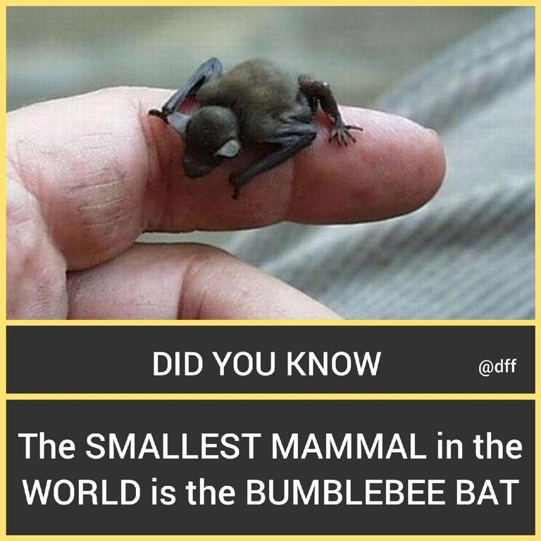 Bumblebee Bat 🦇...