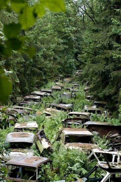 #مقبرة_للسيارات_في_بلجيكاوسط غابة...