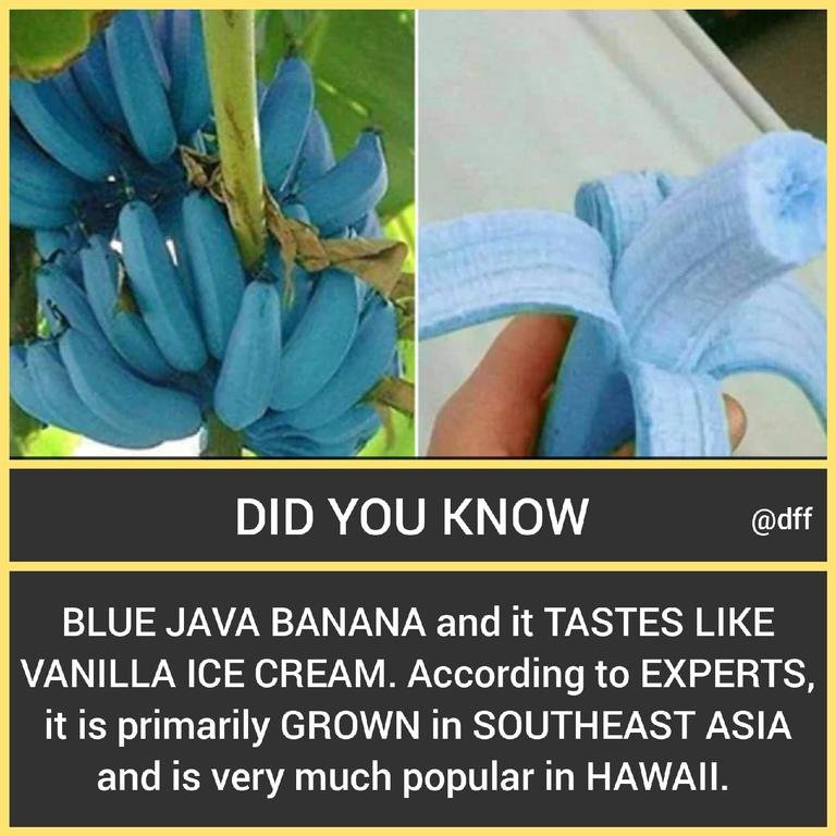 Blue Java Banana...