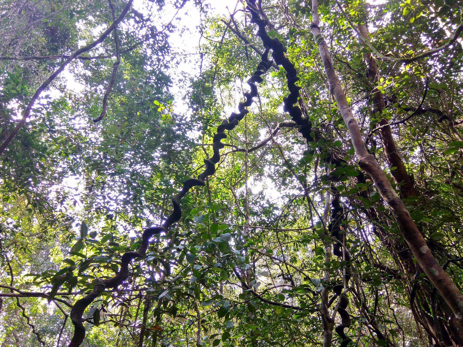 Sinharaja Forest Reserve...