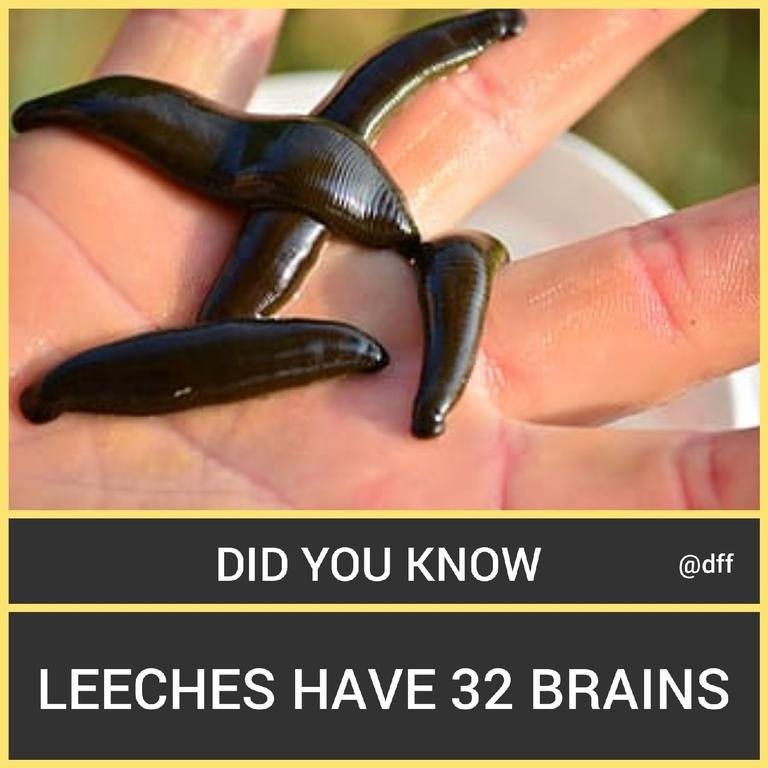 Leeches 🐛To...