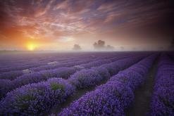 Lavender Fields, Provence...