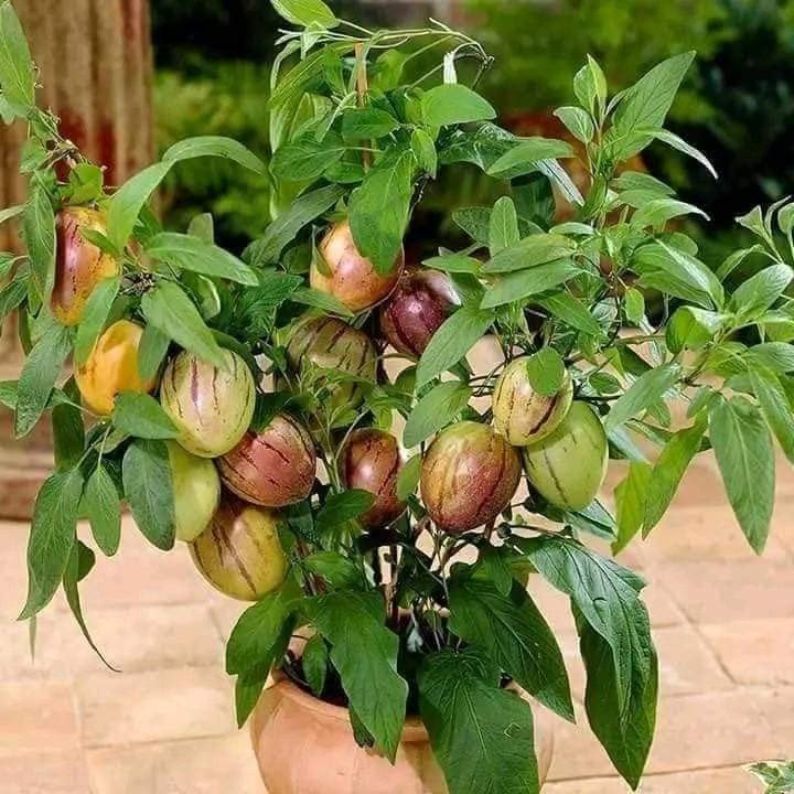 فاكهة الببينو 🍈...