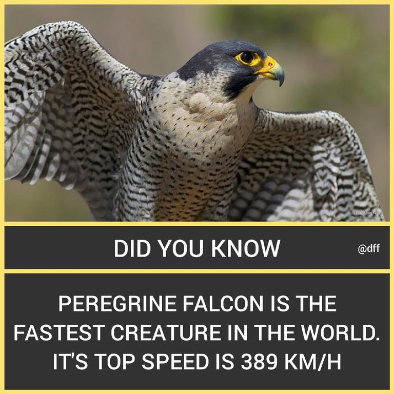 Peregrine Falcon 🐦...