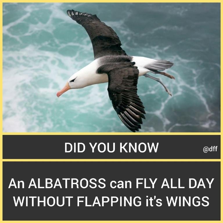 Albatross 🐦To...