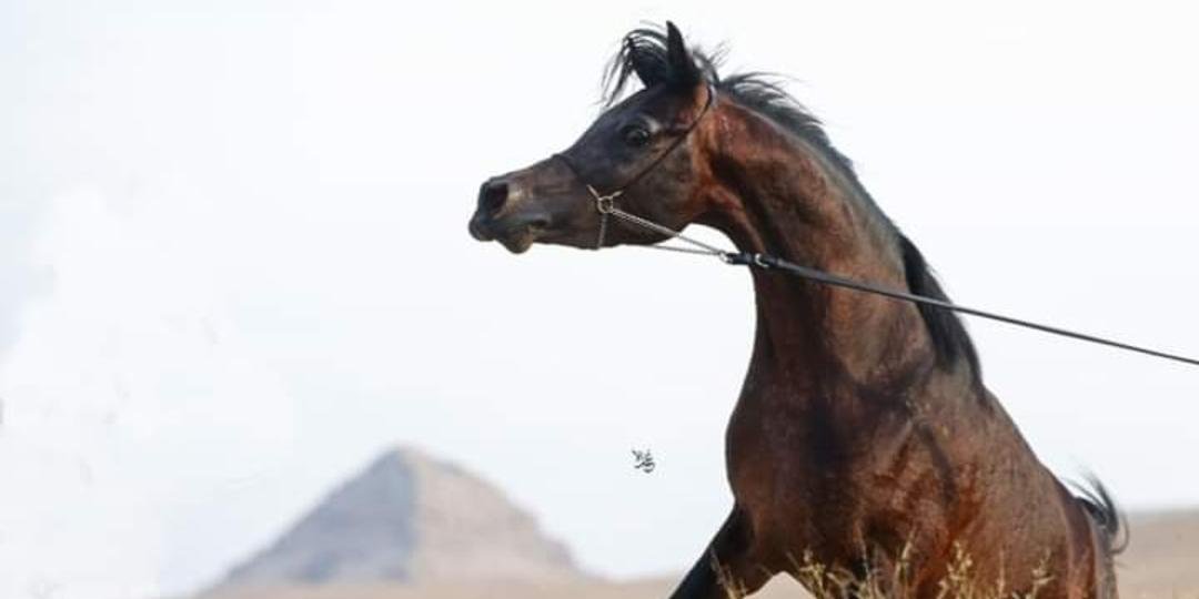 اصالة الخيول العربيه 