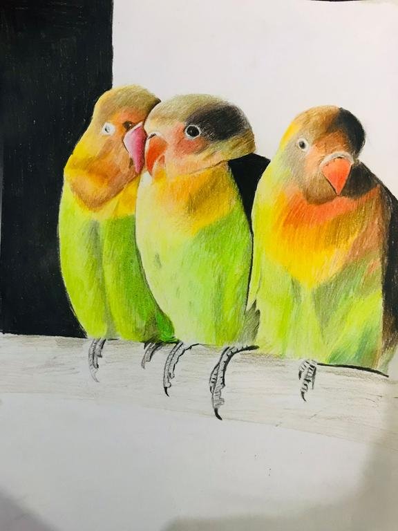 Parrots 🦜 #pencilcolors...