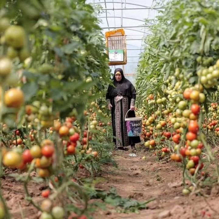 📸|| ألبوم صور لنساء فلسطينيات يعملن في مهن مختلفة في اليوم العالمي للمرأة في مدينة #غزة.