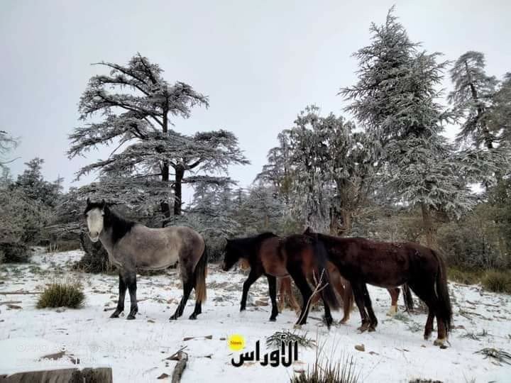 #الأوراس 🇩🇿🔴 صور جميلة للخيول البربرية وسط الثلوج بجبل الشلعلع بباتنــة.🇩🇿🇩🇿الجزائر القاره 🇩🇿🇩🇿🇩🇿🇩🇿