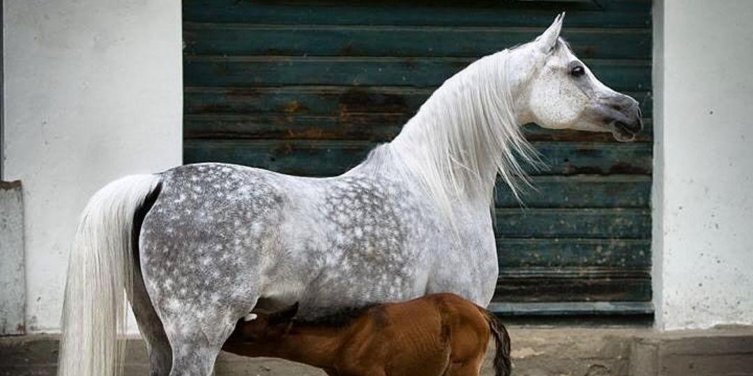 الخيول العربية الاصيلة