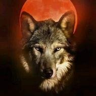 الذئب الوحيد